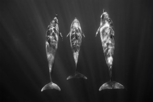 Dolphins-Kona-B&W-Nik